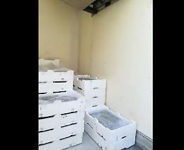 Palermo, gettano tra i rifiuti 450 kg di novellame e si danno alla fuga