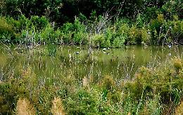 Quarto incendio in 20 giorni nella riserva della Biviere, la Lipu: «Roghi mirati»