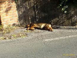 Acireale, Piano d'Api: carcassa di cane da tre giorni giace senza degna sepoltura