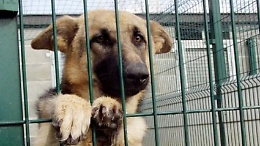 Calci e pugni ad una cagnetta, condannato anche in appello