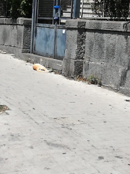 Catania, gatto morto da 10 giorni sul marciapiede al Viale Mario Rapisardi