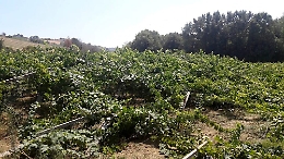 Distrutto un vigneto nell'Agrigentino: forse una vendetta tra produttori di uva