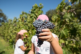 Forbici e cassette al posto dei videogiochi, arriva la vendemmia con i bambini