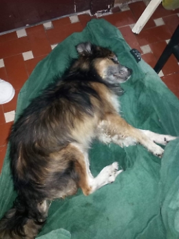 Pedara, sciopero netturbini: un cagnolino la prima vittima innocente