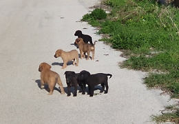 Zingarello, sette cuccioli abbandonati