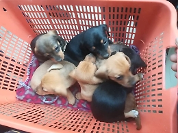 Palma di Montechiaro, recuperata mamma cagna ferita e cinque cuccioli