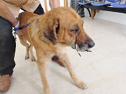Cane infilzato da un porcospino: veterinari gli estraggono 12 aculei