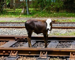 Monterosso Almo, ordinanza del sindaco: la polizia puo' sparare a bovini e ovini vaganti