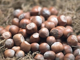 La raccolta della nocciola in crisi: anche in Sicilia cali produttivi fino al 70%