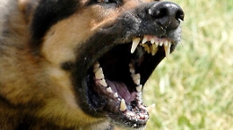 Bimbo azzannato da cane nel Catanese: è in prognosi riservata