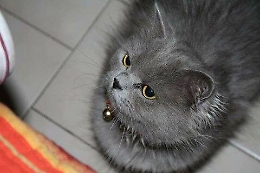 Appello per gatto smarrito in zona Librino a Lo dico a La Sicilia