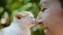 I video arrivati in redazione nella Giornata nazionale del Gatto