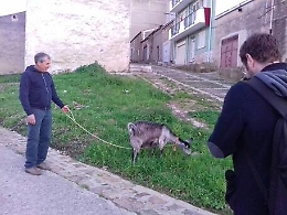 Aliminusa, giardini ripuliti da capra Caterina e da 12 pecore