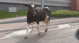 Palermo, auto investono mucche in viale Regione Siciliana: tre feriti