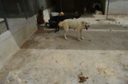 Canile lager a San Giovanni Galermo, tre denunce