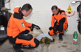 Palermo, Caretta caretta salvata dai vigili del fuoco