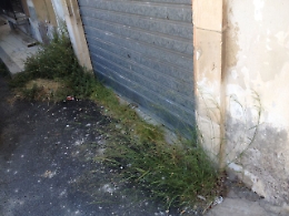 Avola, Cortile Avveduto invaso dalle erbacce: inutili le mie segnalazioni
