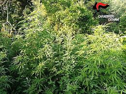 Mascali, sorpresa ad annaffiare piantagione di marijuana, arrestata vedova