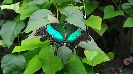 Monte Serra, il regno delle farfalle
