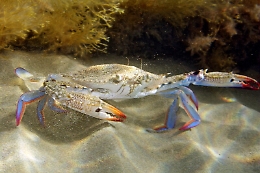 Il Granchio Blu sta invadendo il Mediterraneo (ed è voracissimo)