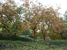 "Kaki gratis" e tavolata cosmopolita a Macchia di Giarre