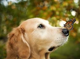 Nasi 'bionici': a Teramo secondo laboratorio al mondo su olfatto del cane