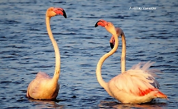 Alle Saline di Augusta lo spettacolo offerto dalla natura