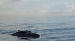 Carcassa di capodoglio al largo di Stromboli: è il quinto caso in una settimana