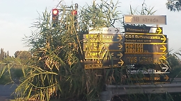 Catania, Stradale Primosole: semafori coperti dalla vegetazione