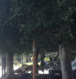 Catania: Piazza Eroi d'Ungheria semaforo coperto da albero