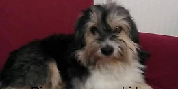 Da otto mesi non si hanno più notizie di Sugar, l'appello disperato della proprietaria