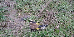 Catturava cardellini con una rete nelle campagne di Gela: denunciato