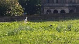 Catania, l'airone in mezzo al traffico del Tondo Gioeni