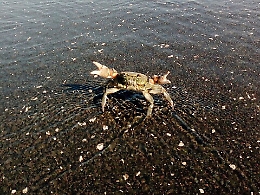 A Paternò un granchio come.....pedone