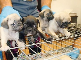 Cuccioli di razza a basso costo, un traffico di illegalit&agrave; e sevizie