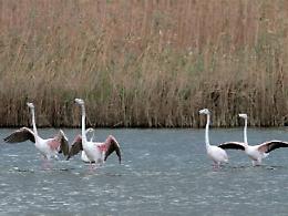 I fenicotteri rosa tornano nella riserva delle Saline di Priolo
