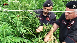 Santa Croce Camerina, scoperta maxi piantagione di marijuana