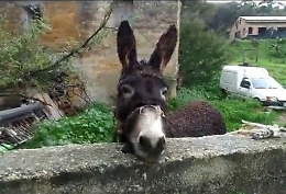 Agrigento, liberato asinello maltrattato