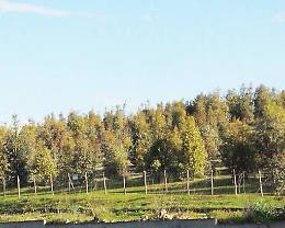 Caccia: denunciati sette bracconieri nel Palermitano