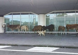 Catania, mucche al pascolo tra i terminal dell&rsquo;aeroporto