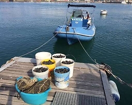 Catania, pescavano cozze all’interno del porto: multati