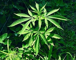 Cannabis tra le viti a Randazzo: arrestato un agricoltore 45enne