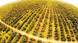 La grande filiera degli agrumi di Sicilia
