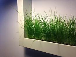 Bombe di fiori e matite da piantare. L'agricoltura fai da te made in Rosolini