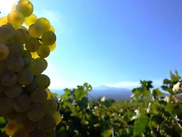 Vino, riparte "Sicilia en primeur": una vetrina del territorio