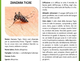 In arrivo la zanzara tigre massima allerta in Sicilia