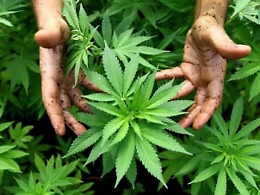 Matteo, #fallagirare: ecco la campagna dei Giovani Democratici per l’erba libera