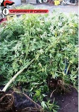 Misterbianco, coltivava canapa indiana: arrestato pensionato
