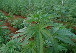 &ldquo;Operazione fumo di Londra: 14 ordinanze cautelari nel Messinese