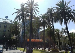 Palermo, alberi abbattuti per il tram Esposto alla Corte di Giustizia